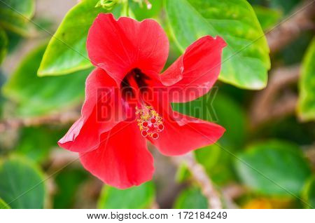 Bloomed red flower carcade. Egypt Sharm El Sheikh.