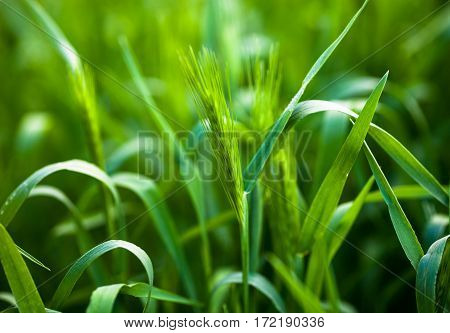 Barley grass or wall barley (Hordeum murinum). Close up.