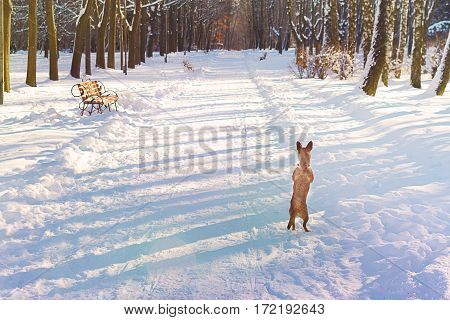 Dog on hind legs in winter in the alley looking for ... Grief, despair, waiting.