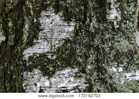 Birch bark with moss close in winter