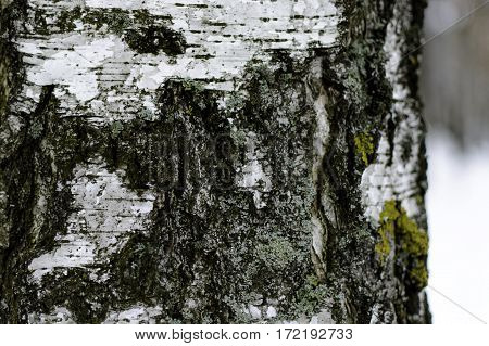 Birch bark with moss close in winter