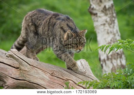 Scottish Wildcat (Felis silvestris grampia) on large tree trunk