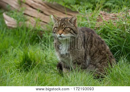 Scottish Wildcat (Felis silvestris grampia) on large tree trunk