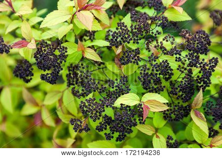 Spiraea shrub with young green leaves and withered last year's blossom clusters.