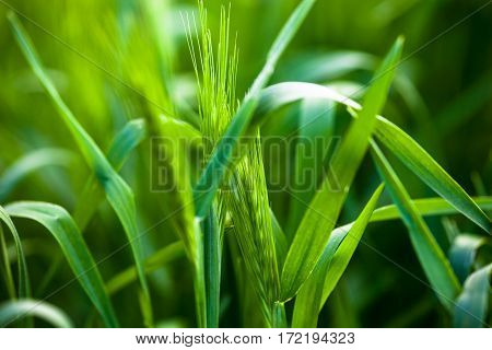 Barley grass or wall barley (Hordeum murinum). Close up.