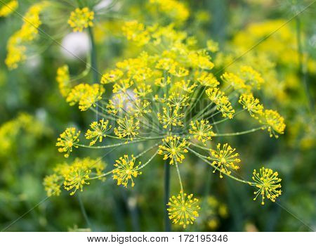 Yellow flowers of dill (Anethum graveolens). Close up.