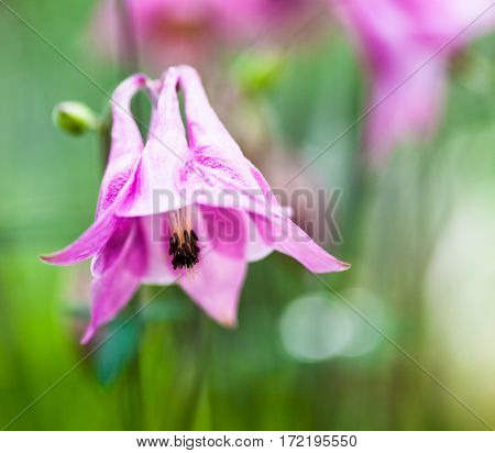 Pink flower of European columbine (Aquilegia vulgaris). Close up.