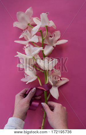 white orchid on a pink background. florist decorates ribbon orchid branch. Making bouquet for Mother's Day