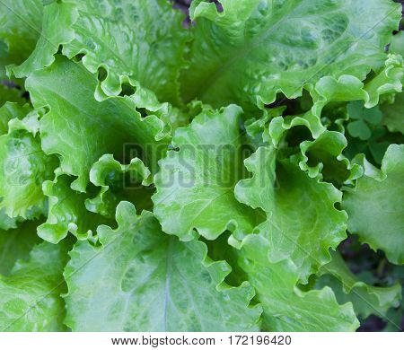 Growing the lettuce (Lactuca sativa). Green lettuce leaves in the vegetable garden. Top view. Close-up.