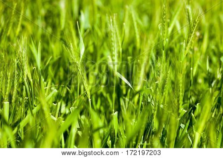 Barley grass or wall barley (Hordeum murinum). Close up.