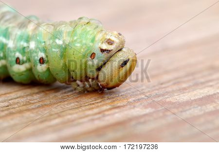 The green caterpillar with dew drops on body