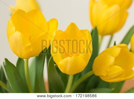 Bunch of yellow tulips on a white background.