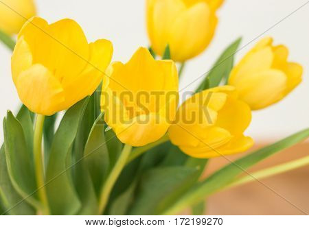 Bunch of yellow tulips on a white background.
