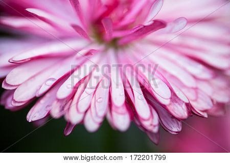 Pink daisy with drops of dew. Close up.