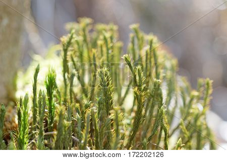 Closeup of green moss, short depth of focus