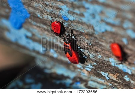 Colony Of Red Firebugs Closeup Macro Photo