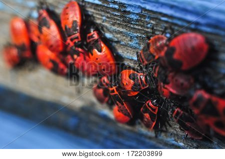 Colony Of Red Firebugs Closeup Macro Photo