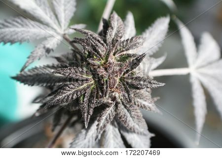 Alternative Medicine Close Up High Quality Stock Photo
