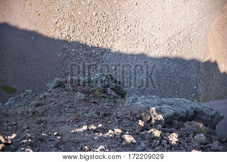 Volcanic rock inside the crater of Vesiuvius Italy