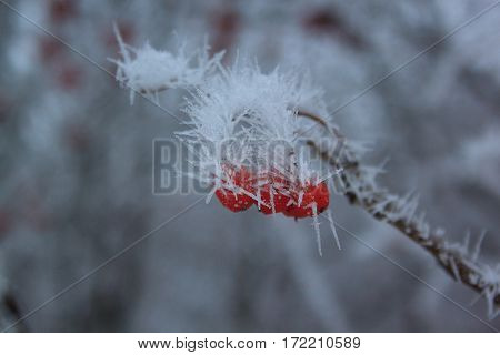Branches mountain ash covered hoar-frost in fairy winter forest.