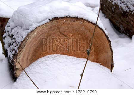 Cut felled pine trees in the winter forest. Deforestation.