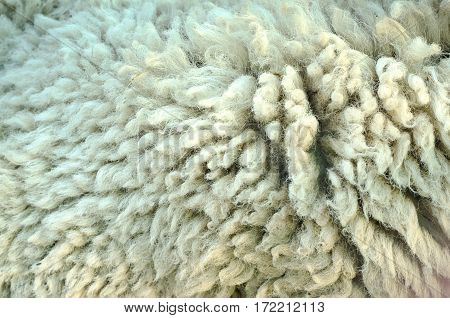 Wool Sheep