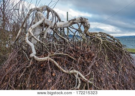 A view of a tree with gnarly branches that seems to be growing downward.