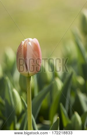 Flowers in the natural environment .tulip groom