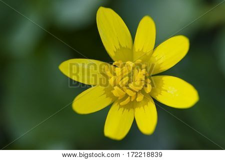 Flowers in the natural environment .Yellow flower