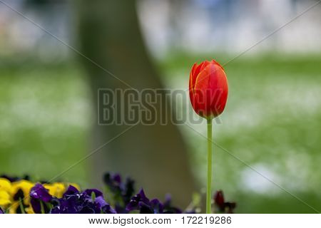 Red tulip. Colorful tulips in the spring
