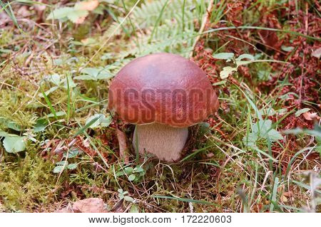 Boletus Edulis Mushroom In Forest