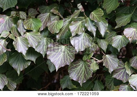 Ivy / Ivy - creeping shrubs clinging to their adventitious roots of the walls, tree trunks, and so on.