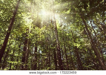 The sun's rays make their way through the tree crown
