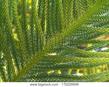 Vibrant Green Leaves of Cook Pine Tree in the Afternoon Sunlight, Closed up for Background and Texture