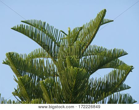 New Caledonia Pine or Cook Pine Tree Against Vibrant Blue Sky, Thailand