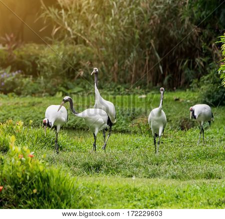 Red-Crowned crane flying in zoo