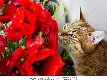 Tabby cat sniffs at bouquet of red poppies indoors