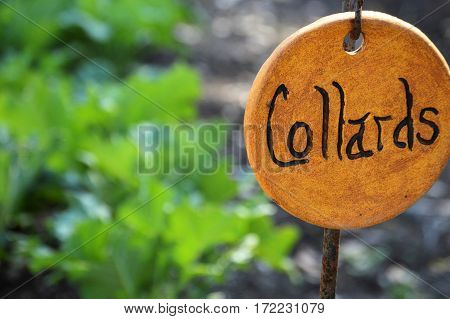 Collards garden sign on right with blurred collards