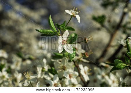 Three Flowers Of Blossom Close-up