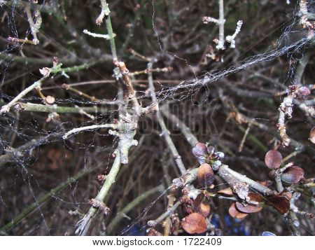 奇怪的 Web