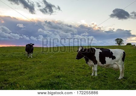 cow in a field under a stormy sky