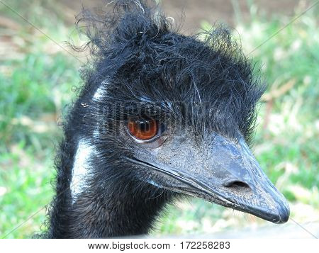 Emu close-up of face and beak. Australian bird animal.