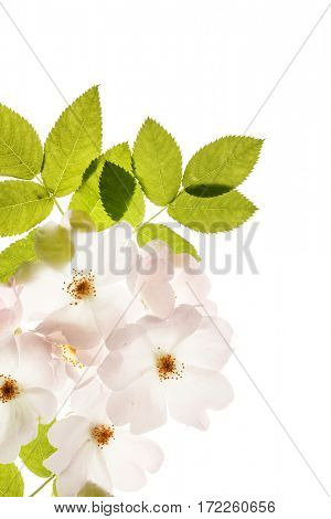 wild roses