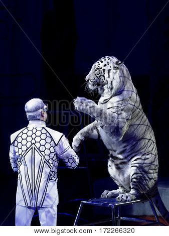 ST. PETERSBURG, RUSSIA - FEBRUARY 3, 2017: Sergey Nesterov and his trained white tigers in the dress rehearsal of the program CircUS 2.0. The program reflects the vision of circus art of XXI century