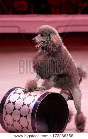 ST. PETERSBURG, RUSSIA - FEBRUARY 3, 2017: Trained dog in the dress rehearsal of the circus program CircUS 2.0. The program reflects the vision of circus art of XXI century
