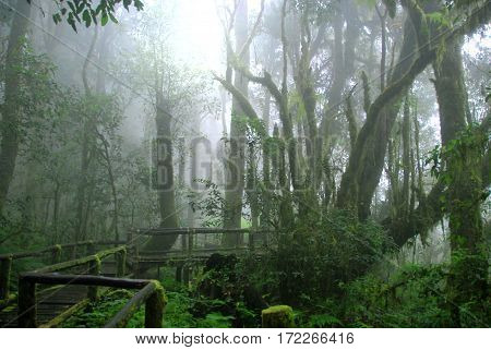 Wooden path covered by moss in misty tropical green forest Ang Ka Nature Trail Doi Inthanon National Park Chiang Mai THAILAND