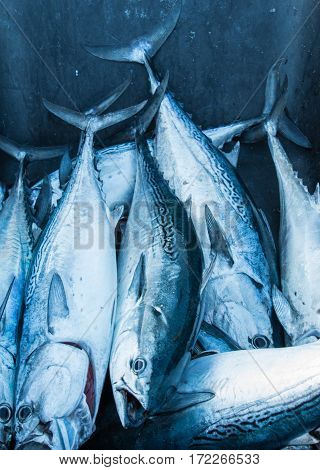 Close up of fresh catch Bonito fish