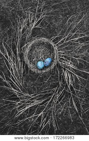 Robin's Bird Nest in black and white on ground with spiral pattern of twigs and blue bird eggs