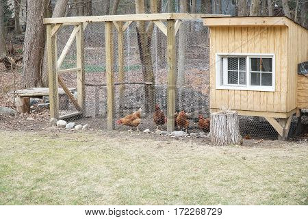 chicken coop in back yard in residential area