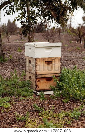 Stacks Of Langsroth Bee Hives